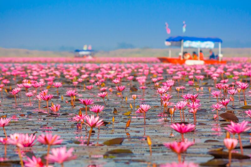 Red Lotus Sea