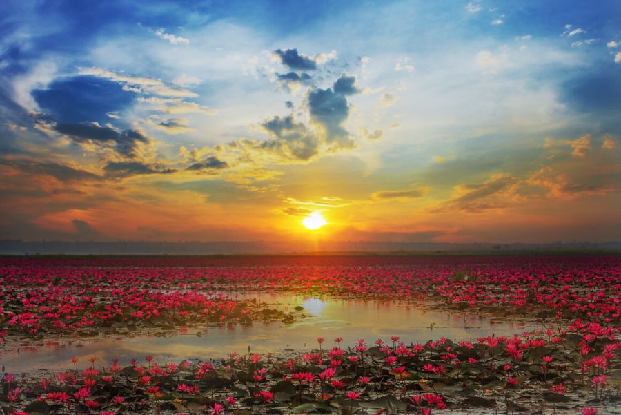 Red Lotus Sea