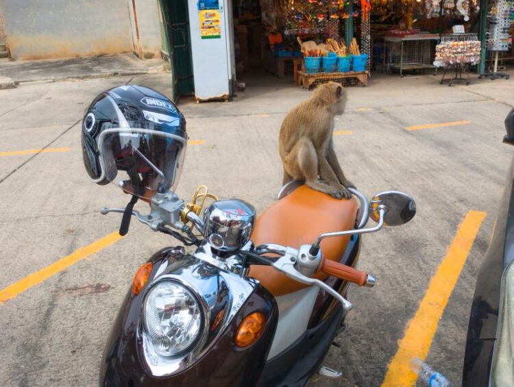 Monkey Temple