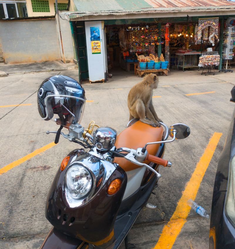 Monkey Temple