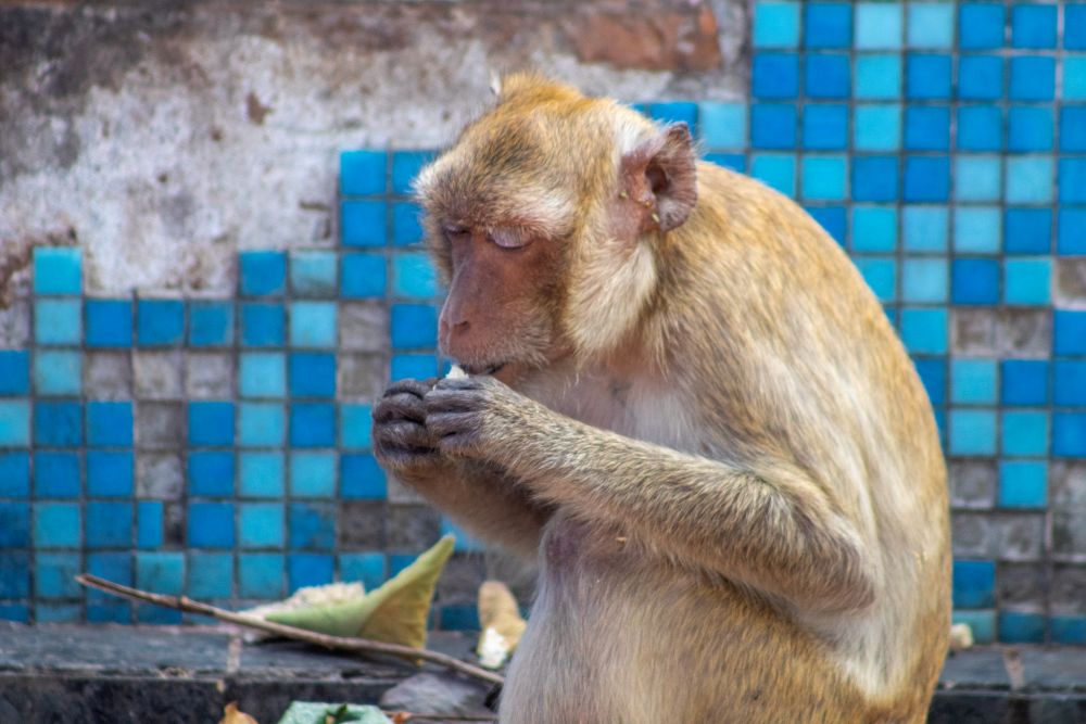 Monkey Temple