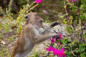 Monkey Temple