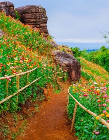 Flower Blooms Thailand