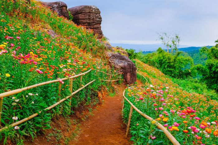 How To Enjoy Thailand’s Must See Flower Blooms And Events