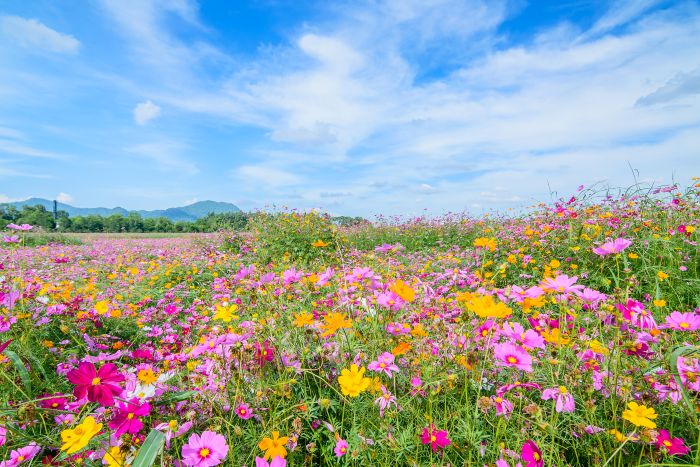 Flowers Chiang Rai Thailand