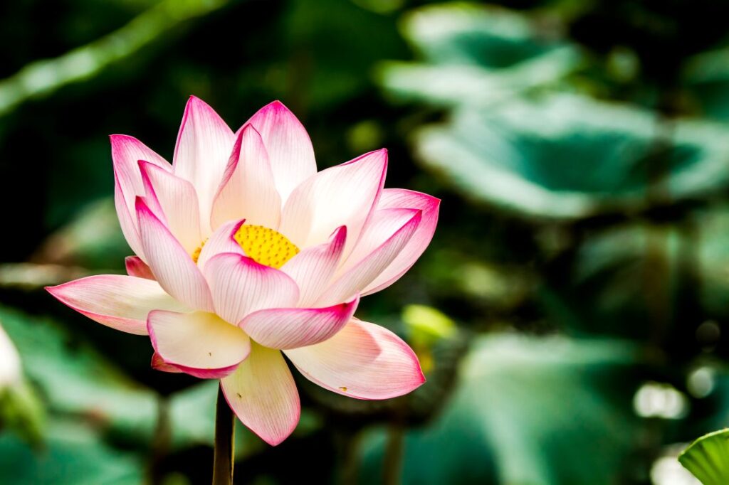 Pink Lotus Chiang Mai Thailand Flower Blooms