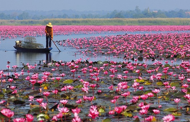 Red Lotus Sea Thailand