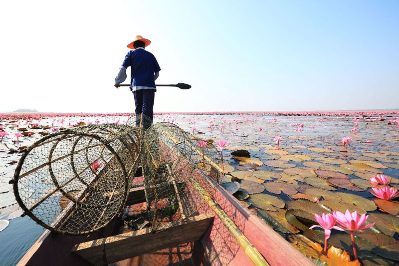 Red Lotus Sea Flower Blooms