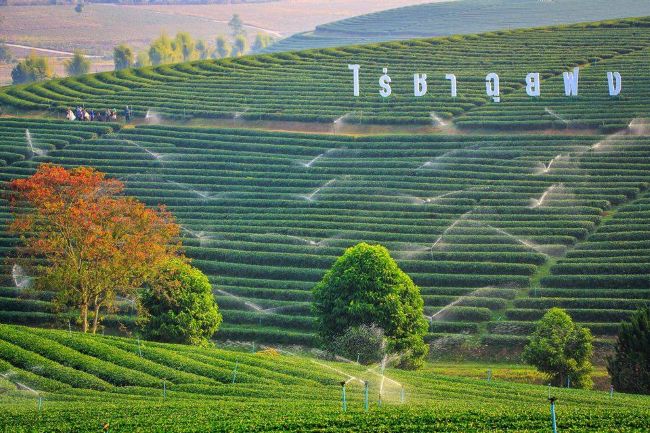 Choui Fong Tea Cafe Chiang Rai