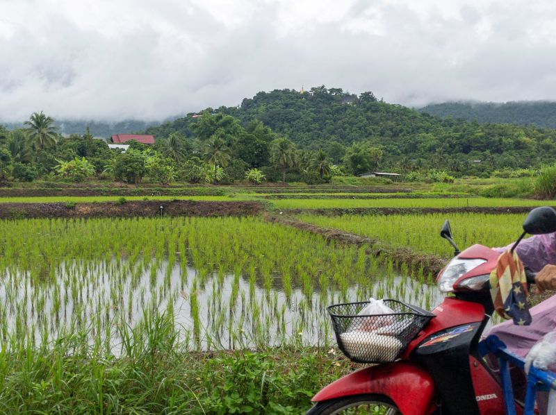 Rice Fields Chom Thong Thailand