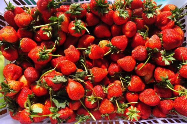 Samoeng Strawberry Festival