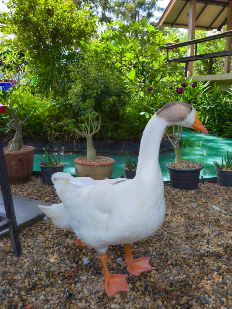 The Lamp Lamphun Farm Cafe