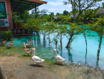 The Lamp Lamphun Unique Restaurant