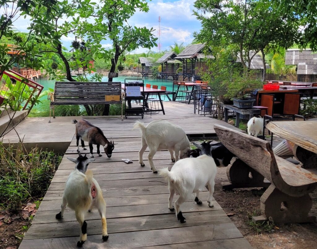 The Lamp Lamphun Farm Cafe